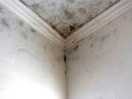 Best Residential Mold Inspection & Testing  in Owings, MD