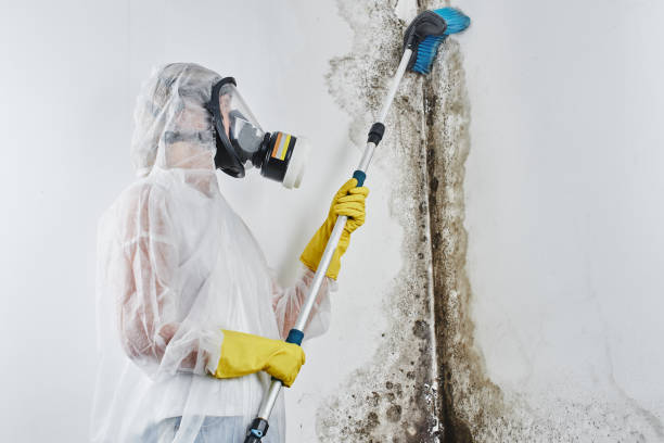 Best Emergency Mold Remediation  in Owings, MD