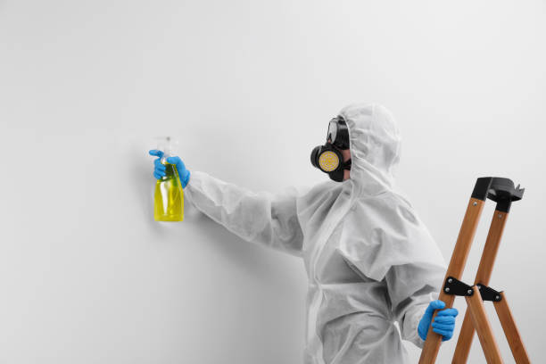 Best Basement Mold Removal  in Owings, MD